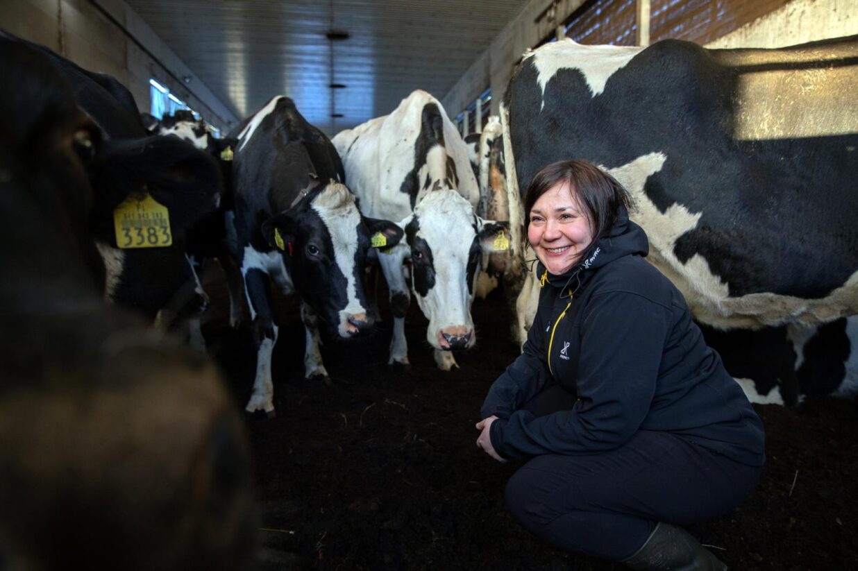 Jenni Harmaajärvi lehmien keskellä navetassa.